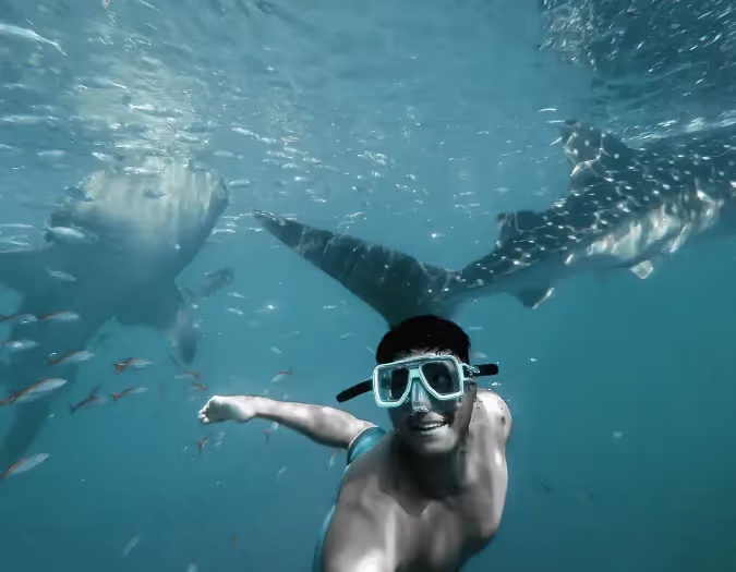 Avistamiento de ballenas de 3 horas