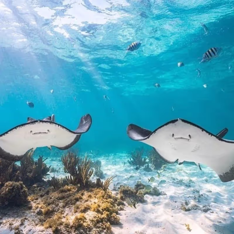 Snorkel en el arrecife INAH + Bahía de Puerto Aventuras de 4 h: