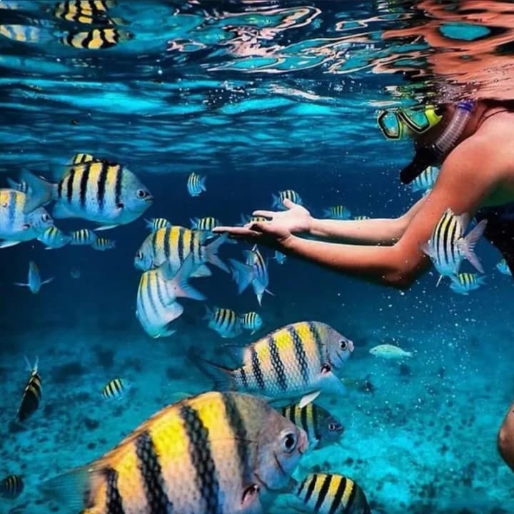 Crucero y snorkel de 4 horas