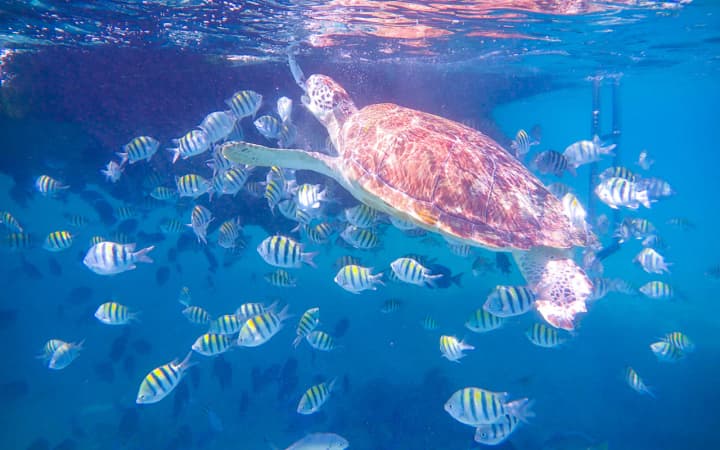 4 Hour Private Charter to the Inha Reef
