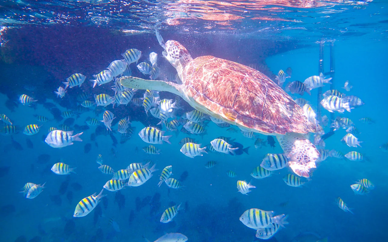 4 Hour Private Charter to the Inha Reef