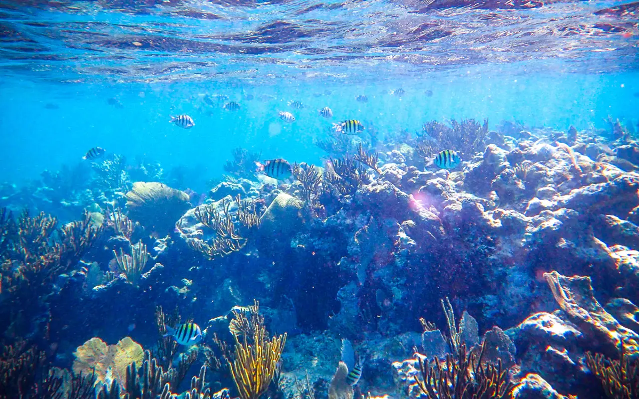5 Hour Private Charter to the Inca Reef and La Bocana