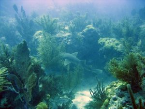 Top places to snorkel in Cancun sleeping shark