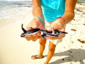 Best Snorkeling in Cozumel faro celerain eco park