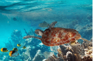 top activities in Cancun fishing scuba diving snorkeling