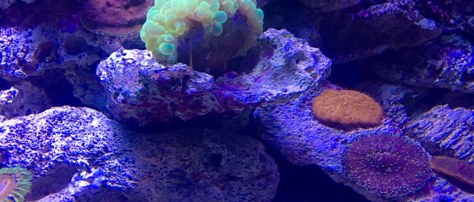 Playa Del Carmen aquarium