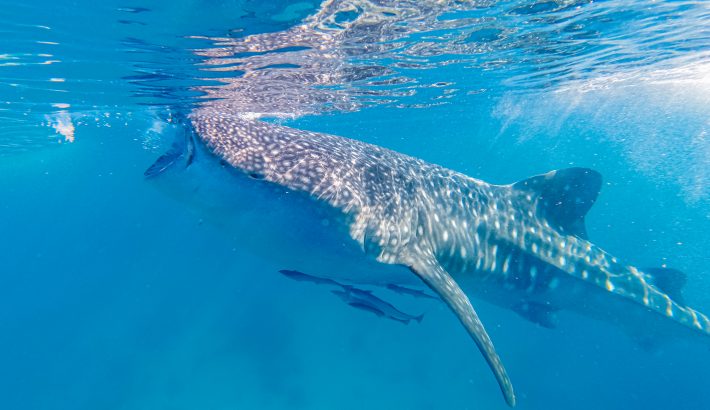 Whale Shark Tour Boat Rentals