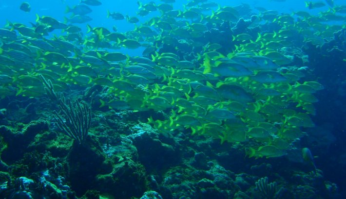 Top Places to Snorkel in Cancun