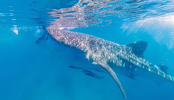 Alquiler de barcos Whale Shark Tour