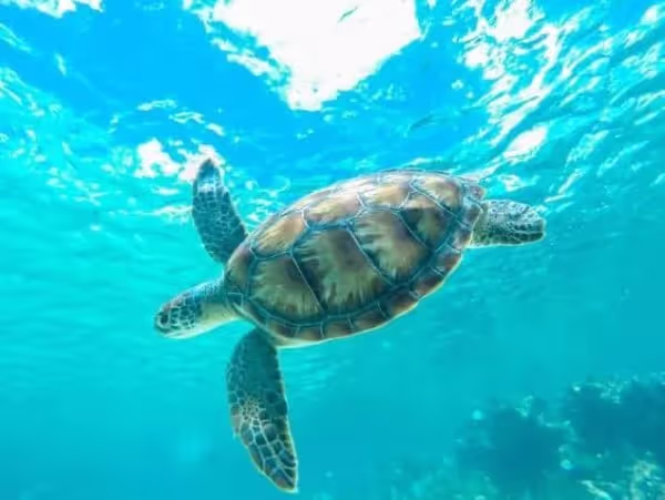 Verano junto al mar con experiencia de navegación y navegación en Playa del Carmen