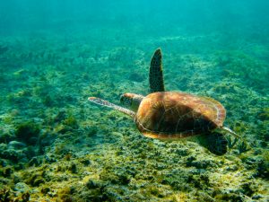 Top places to snorkel in Cancun Akumal