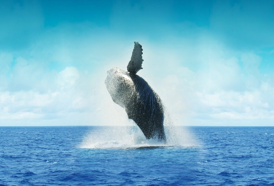 Playa Yachting - Whale